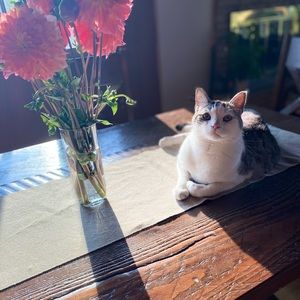 Hi everybody! Hope you enjoy!! 🌸